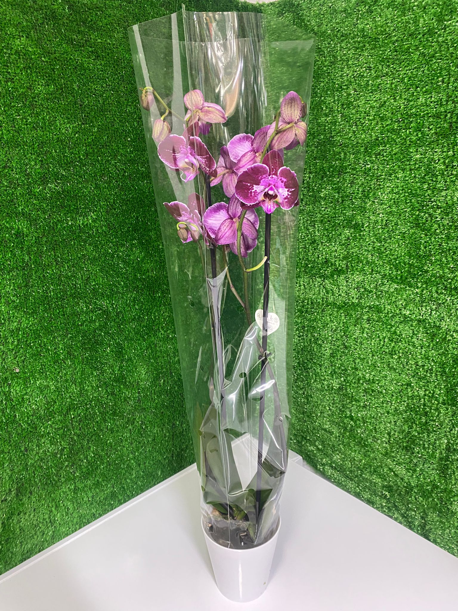 Pembe Beyaz Orkide Zarafeti (Çift Dal Phalaenopsis)